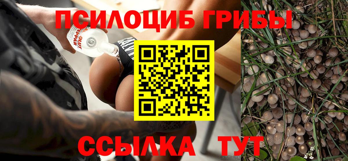 Псилоцибиновые грибы прущие грибы  Павлово  Псилоцибиновые грибы Cubensis 